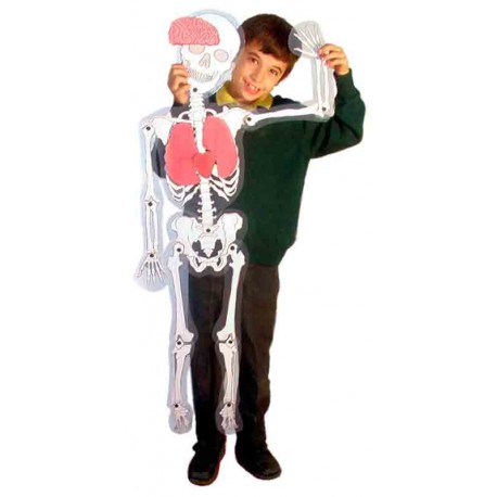 Juego educativo anatomía El hombre esqueleto
