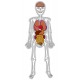 Juego educativo anatomía El hombre esqueleto