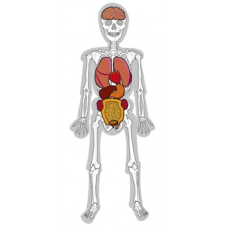 Juego educativo anatomía El hombre esqueleto