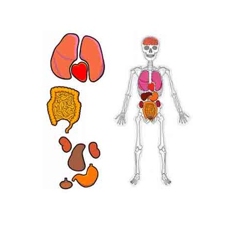 Juego educativo anatomía El hombre esqueleto