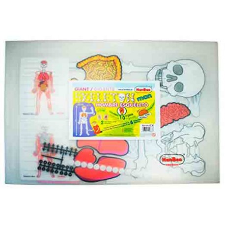 Juego educativo anatomía El hombre esqueleto