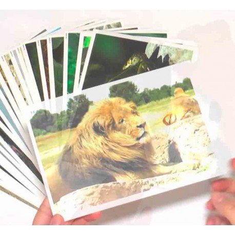 Fotografías de animales